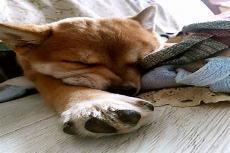 柴犬性格温顺吗