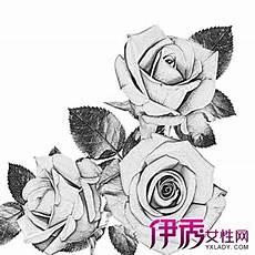 盛开的玫瑰花素描步骤