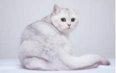 猫咪绝育可以减少掉毛