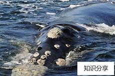 大白鲨分布